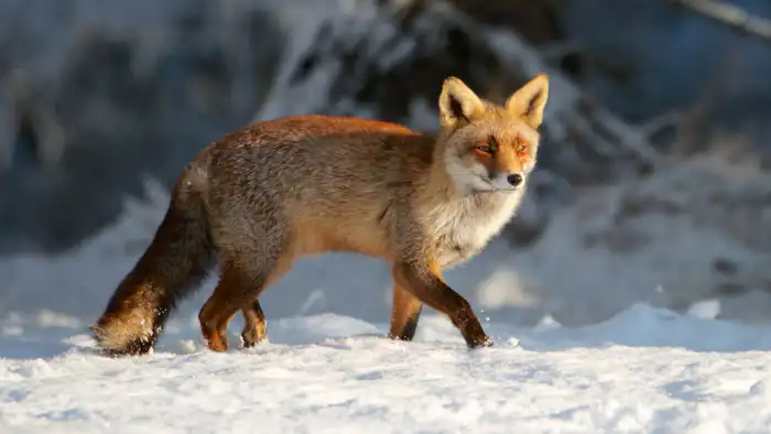 Казахстан готовится к морозам и снегопадам: прогноз на 12-14 февраля Астане