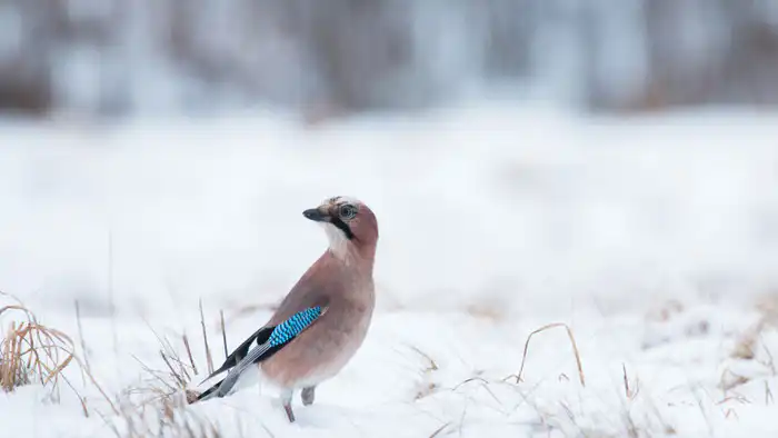 Снегопады сменятся потеплением: Казахстан готовится к резким изменениям погоды 7-9 февраля, по данным синоптиков Казгидромета. Астане