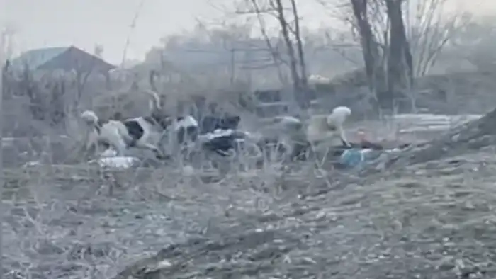 Стая собак: женщина на грани жизни и смерти в Алматы Астане