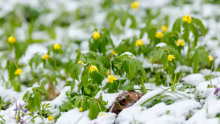 Тепло до 20 градусов в Казахстане: возможные последствия для сельского хозяйства и энергетики в феврале Астане