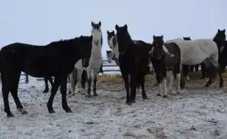 Развитие животноводства в ТОО «Агро LAKE» как фактор устойчивого сельского хозяйства в Сандыктауском районе