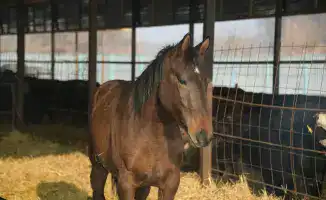 Жетісу облысында три тысячи фермеров способствуют росту скотоводства и производству мяса и молока