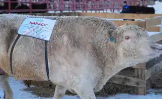 Модернизация племенного животноводства: ключевые шаги к повышению продуктивности и внедрению новых технологий