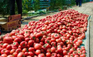 ТУРКЕСТАН: УСТОЙЧИВЫЙ РОСТ СЕЛЬСКОГО ХОЗЯЙСТВА В МАКТААРАЛЬСКОМ РАЙОНЕ ДОСТИГ 85,7 МЛРД ТЕНГЕ