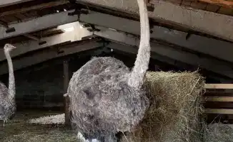 Страусиный бизнес в степях: новый взгляд на сельхоз!