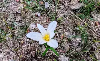 Раннее возвращение птиц и цветение подснежников в Туркестанском регионе