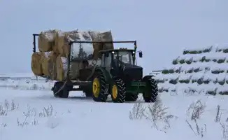 Животноводство в Сандыктауском районе: новые перспективы