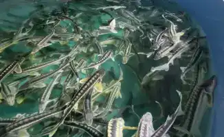 Внедрение системы контроля аквакультуры в 2027 году: шаг к легализации и прозрачности рыболовства