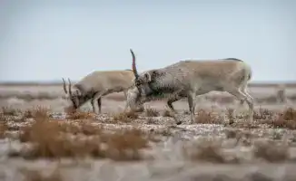 Зимняя беда сайгаков: как холод и голод ведут их в населённые пункты