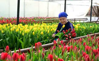 Жетісу: 60 тысяч тюльпанов к 8 Марта