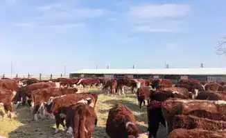 Племенные хозяйства Аксуатского района: новый виток животноводческой симфонии