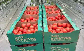 Выход первых томатов с тепличного комплекса «Экокультура Евразия» в Казахстане: новые рабочие места и продовольственная стабильность