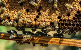 Рост экспорта меда в Казахстане и развитие пчеловодства