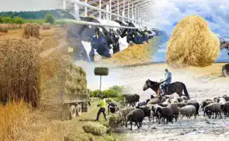 Количество сельхозкооперативов в Казахстане увеличилось на 1,5 раза за пять лет, достигнув 4 465 благодаря государственной поддержке.