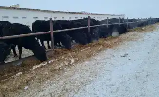 Развитие племенного животноводства в Сандыктауском районе: вклад ТОО «ПЗ Балкашинский» в аграрный сектор региона