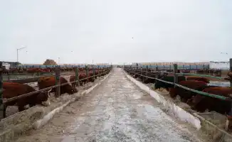 В Торгае создан консорциум для мясного кластера, завезено 4 300 голов КРС калмыцкой породы