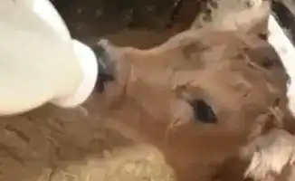 От молока к успеху: как Айгуль Куандыкова находит золотую нить между традициями и бизнесом