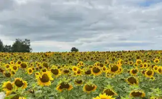 Строительство завода по подработке семян в ВКО: шаг к укреплению местного семеноводства и снижению зависимости от импорта
