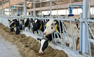 В Восточно-Казахстанской области открывается новая молочно-товарная ферма на 600 голов