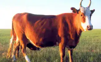 Калмыцкие коровы: новый виток мясного производства в Акмолинской области