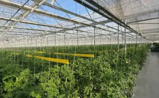 Первый урожай томатов в Туркестанской области