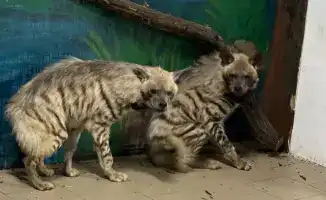 В Карагандинском зоопарке появились редкие гиены и гиеновидные собаки