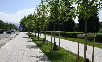 Увеличение зеленых насаждений в Алматы до 15 кв м на человека к 2030 году