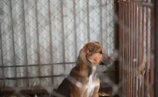 Международные усилия по контролю популяции бродячих животных в Жетісу