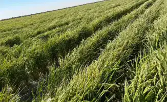 Новые технологии для экономии воды в Туркестане