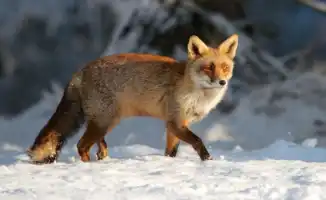 Казахстан готовится к морозам и снегопадам: прогноз на 12-14 февраля