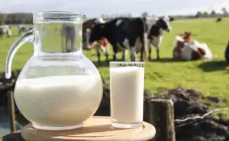 Депутат Айсара Абдибаева подняла вопрос о самообеспеченности Кыргызстана молоком на фоне экспорта в Казахстан