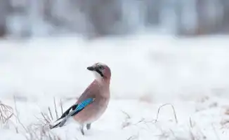 Снегопады сменятся потеплением: Казахстан готовится к резким изменениям погоды 7-9 февраля, по данным синоптиков Казгидромета.