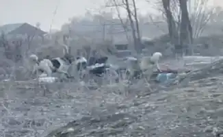 Стая собак: женщина на грани жизни и смерти в Алматы