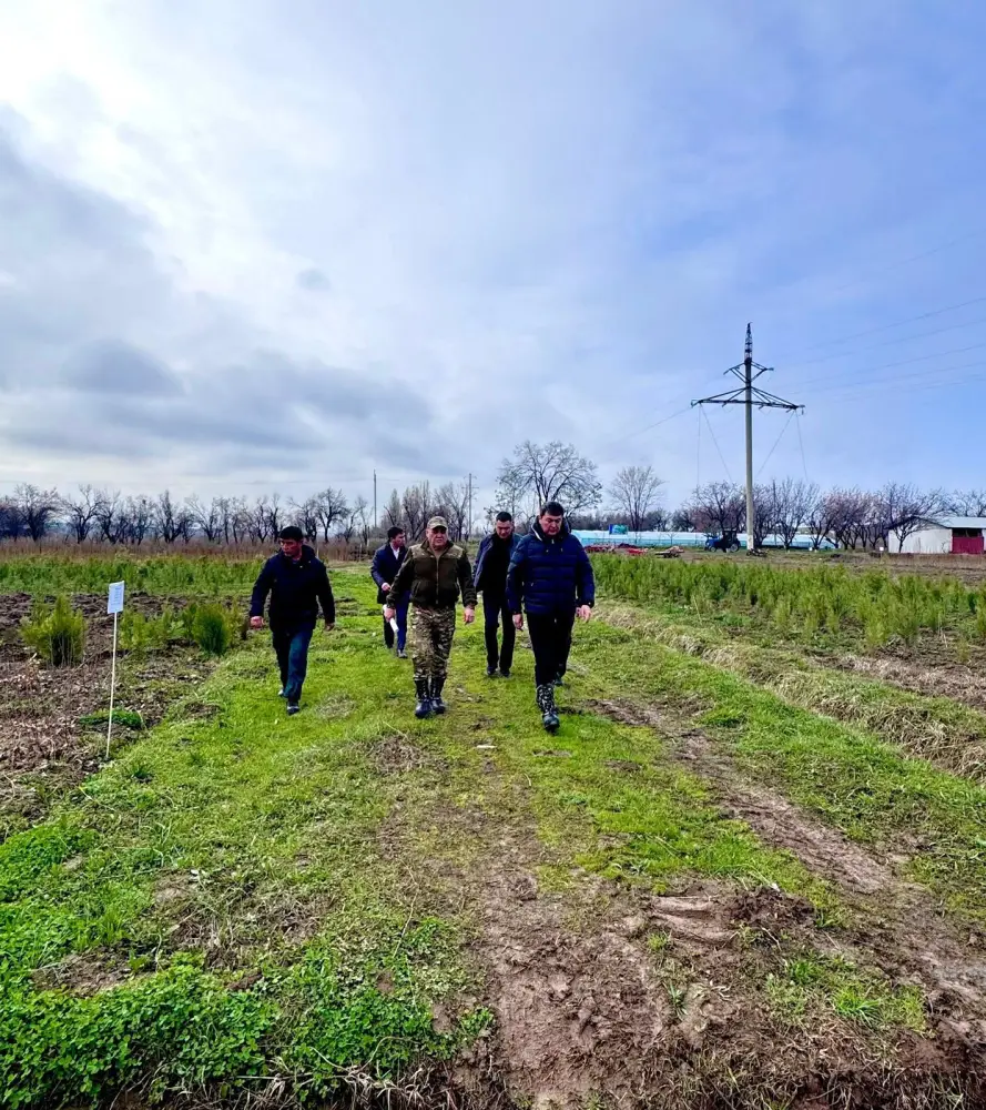 Туркестанская область: лидер в производстве саженцев и восстановлении лесных фондов в Казахстане Астане