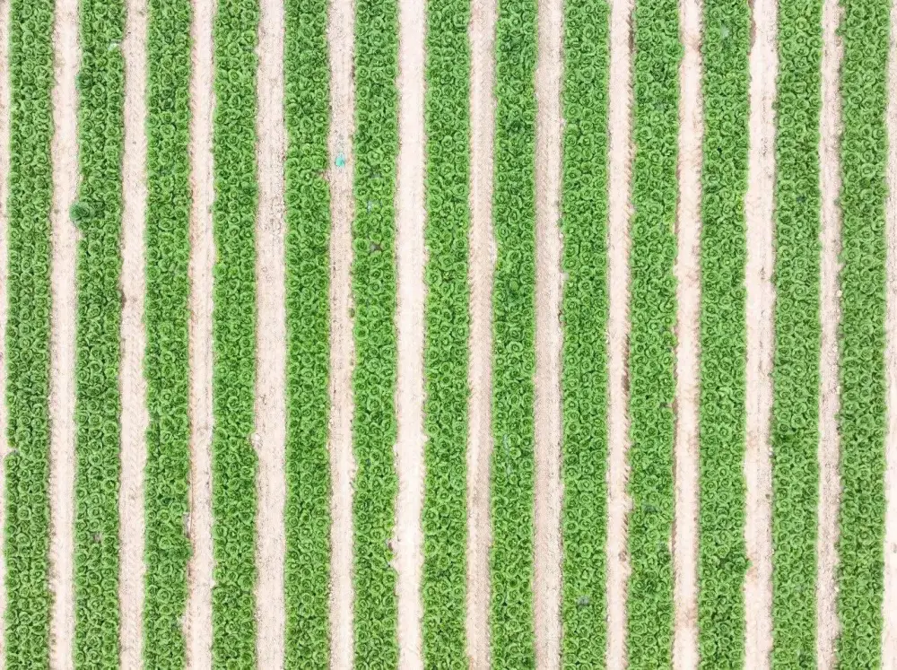 В ТУРКЕСТАНСКОЙ ОБЛАСТИ АКТИВНО ВЕДЕТСЯ ВЕСЕННЯЯ ПОСЕВНАЯ КАМПАНИЯ (4)