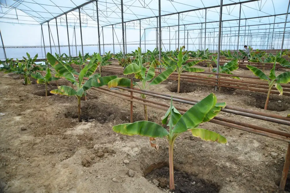 ТУРКЕСТАН: ПЕРВЫЕ БАНАНЫ В ОТЫРАРЕ - НОВЫЕ ВОЗМОЖНОСТИ ДЛЯ СЕЛЬСКОГО ХОЗЯЙСТВА Астане