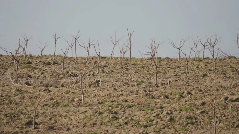 Келесский район 30 гектаров персик черешня виноград агротехнологии Астане