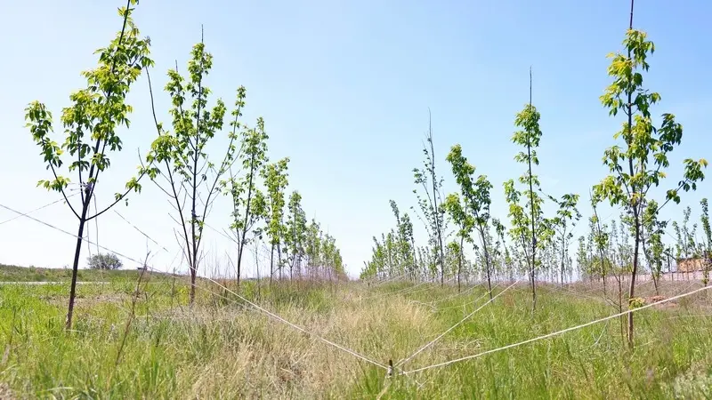 Озеленение Карагандинской области 90 гектаров высадка деревьев Астане