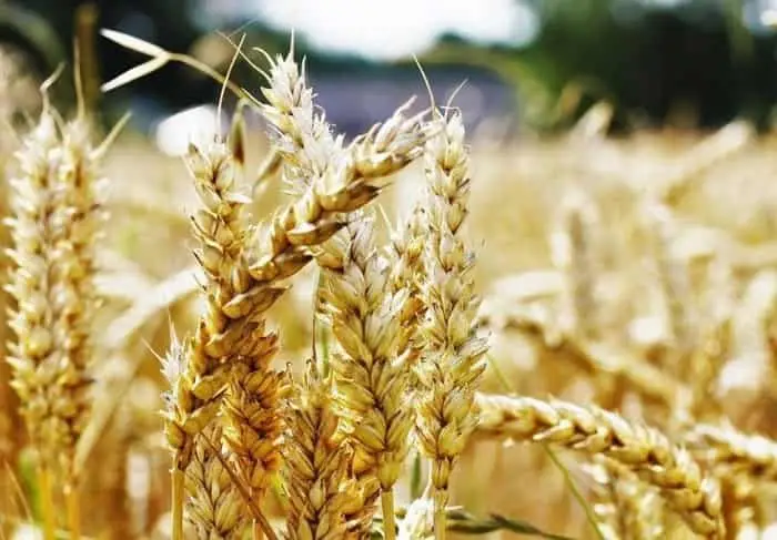 Фермеры могут получить поддержку от государства для страхования яровых культур от засухи на сезон-2026 Астане