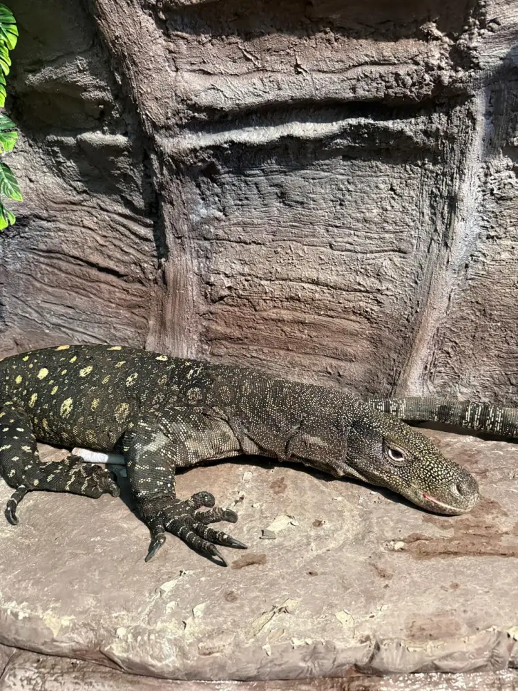 Гигантские ящерицы из Новой Гвинеи теперь в Алматинском зоопарке Астане