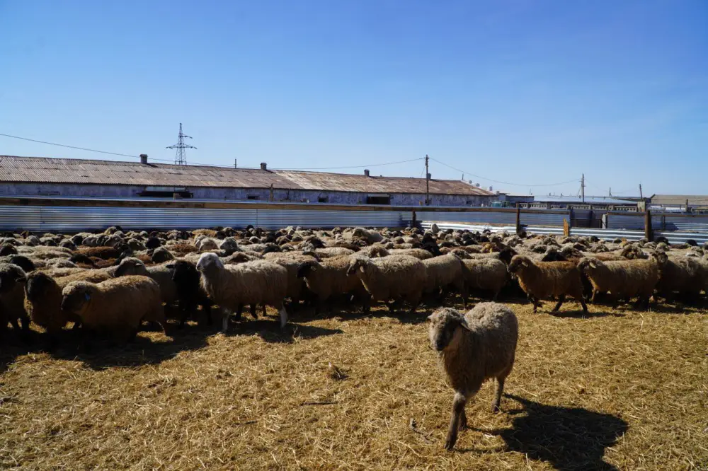 Калмыцкая порода КРС популяризируется в Акмолинске Астане
