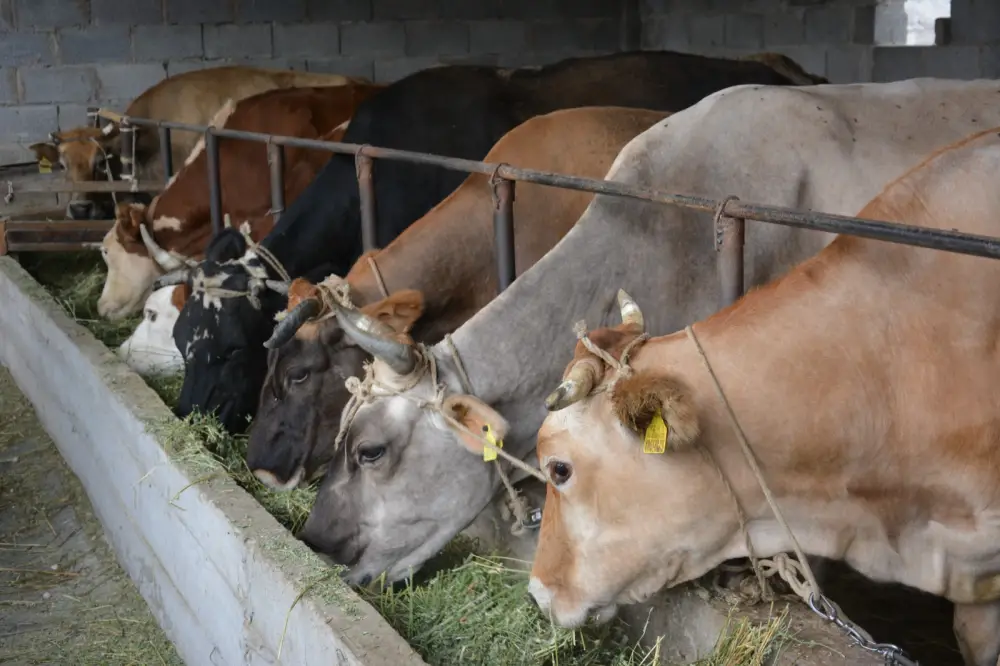 Более половины сельхозпродукции Жамбылской области обеспечивает животноводство (2)
