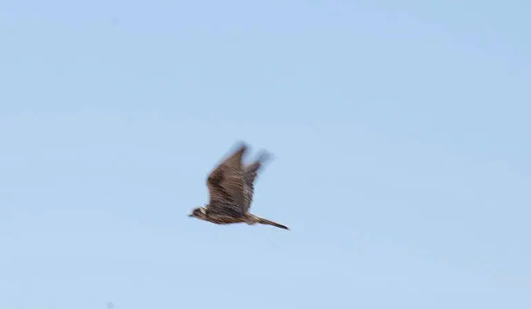 В области Жетісу состоялось мероприятие по выпуску сокола-балобана на дикую природу (3)