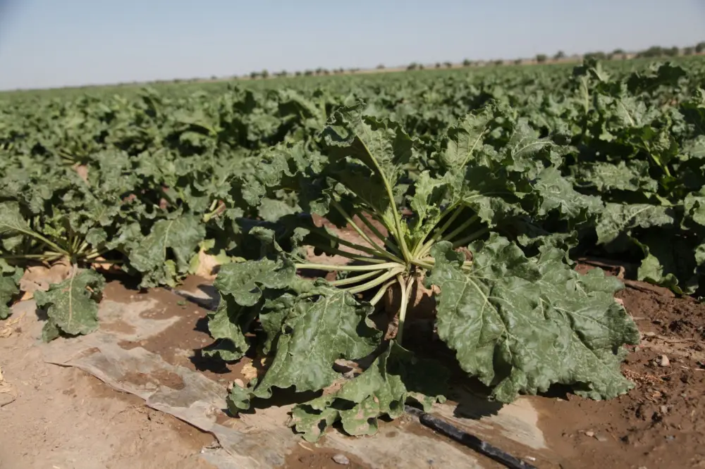 Более 2,5 тыс. человек работают в сфере переработки сельхозпродукции в Жамбылской области (5)