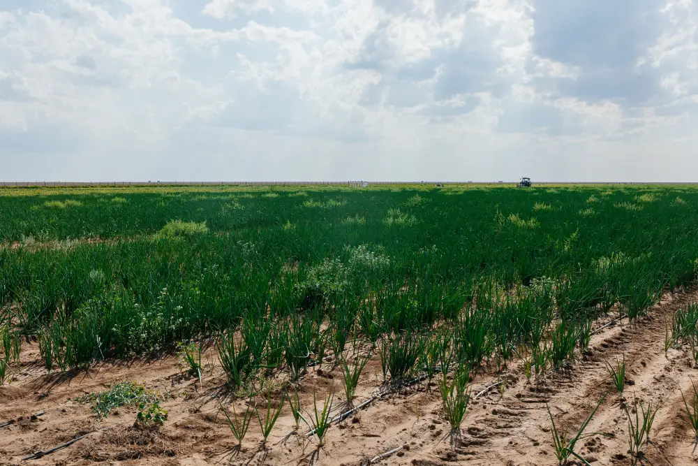 Атырауская область: поля, полные возможностей, расширяются на 10 тысяч гектаров Астане