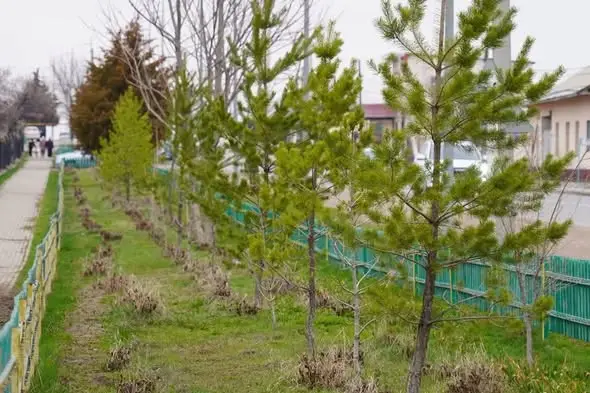 Казыгурт: 2000 жителей на субботнике с саженцами! Астане