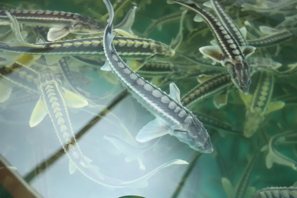 Рабочая поездка акима области в Костанайский район (7)