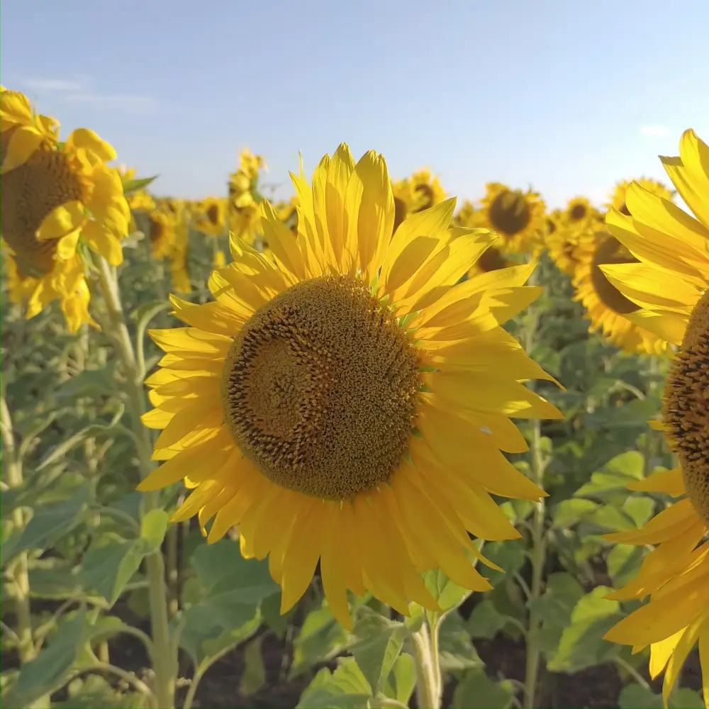 Строительство маслоэкстракционного завода в Кокшетау: влияние на экономику региона и создание рабочих мест Астане