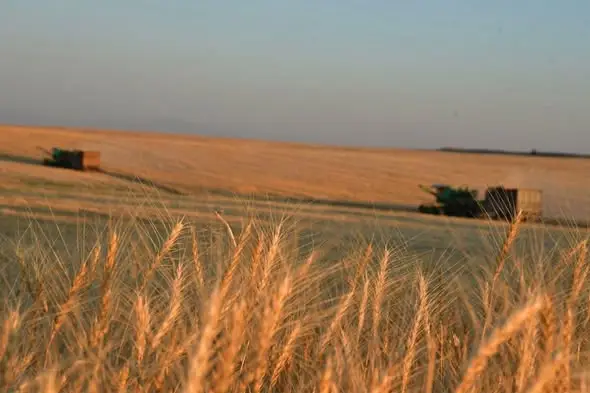 Весенние посевы в Туркестанской области: 90% земли уже вспахано Астане