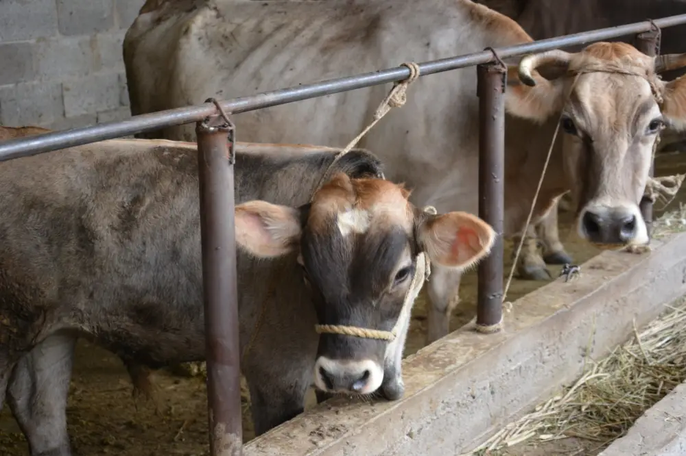 Животноводство Жамбылской области обеспечивает более 52% сельхозпродукции, наблюдается рост производства мяса и молока Астане